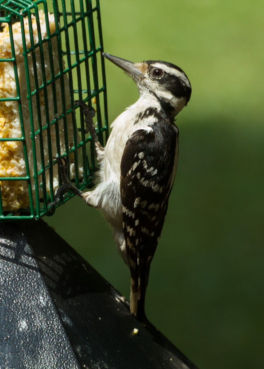 Hairy Woodpecker - ML620976061