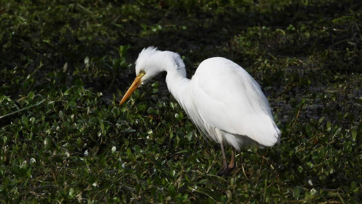 Plumed Egret - Greg and Georgie Shaw