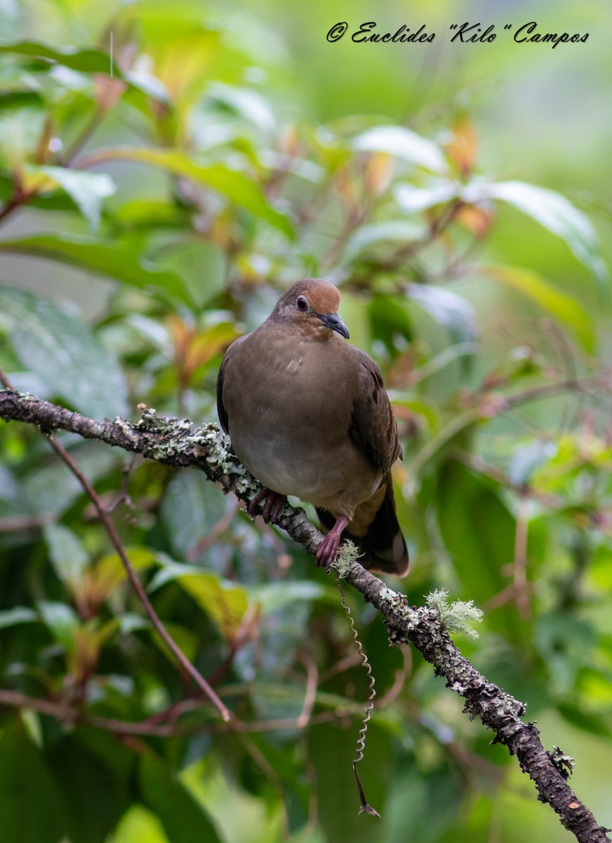 Maroon-chested Ground Dove - ML620976117