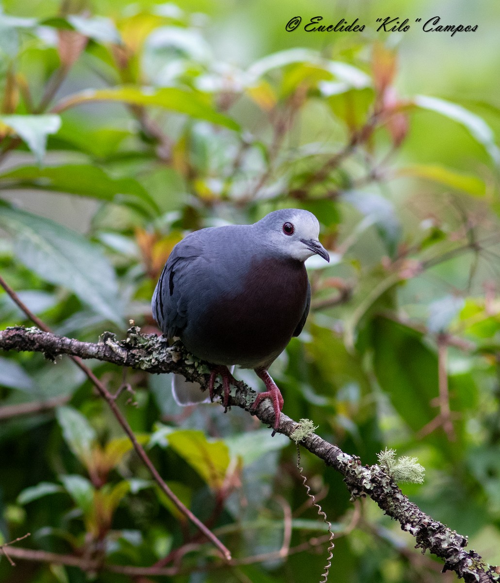 Maroon-chested Ground Dove - ML620976118