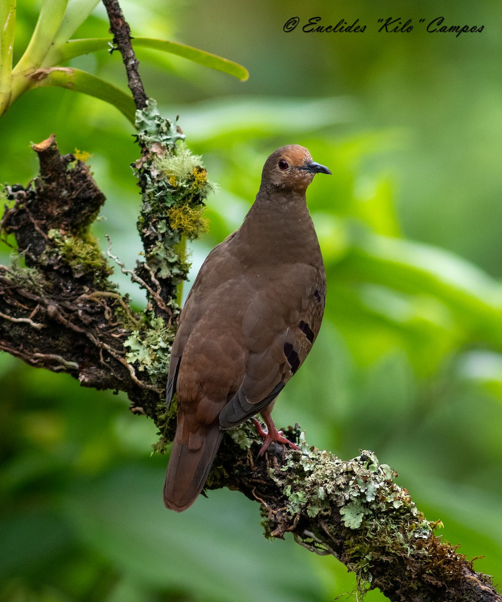 Maroon-chested Ground Dove - ML620976121