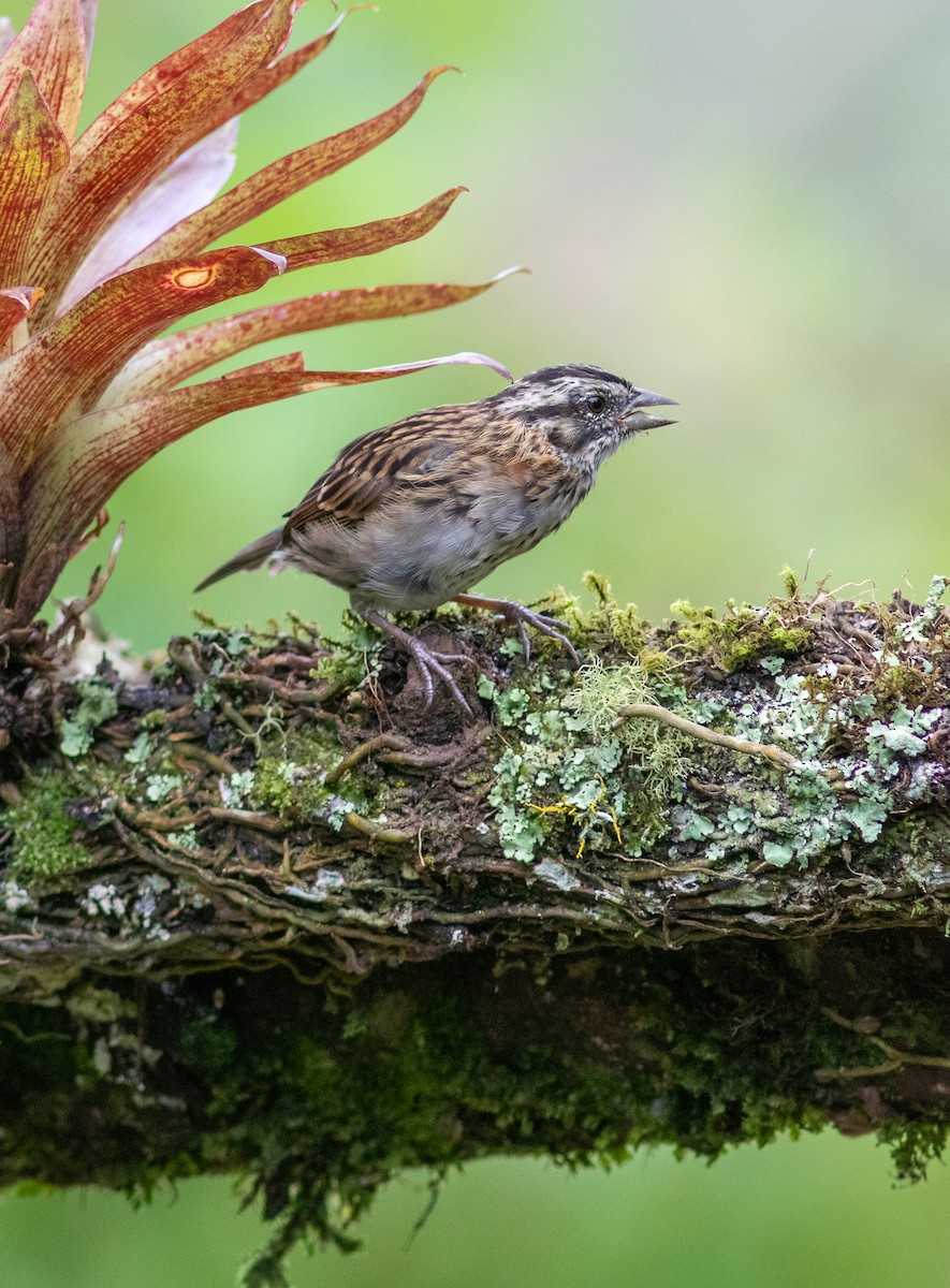 Rufous-collared Sparrow - ML620976141