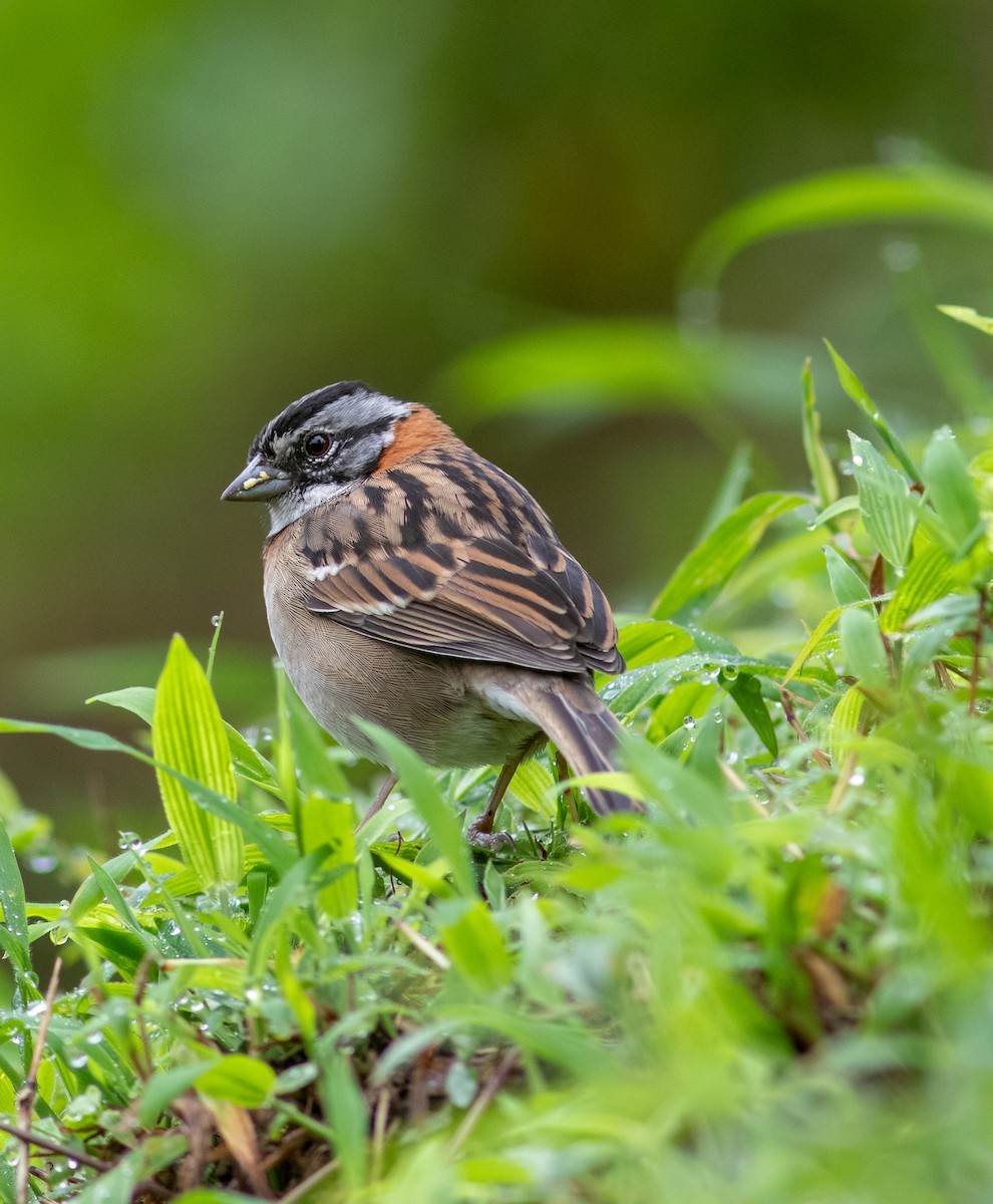 Rufous-collared Sparrow - ML620976142