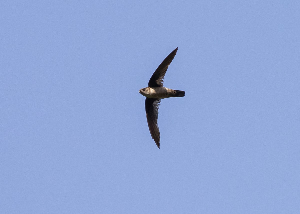 Indian Swiftlet - ML620976143