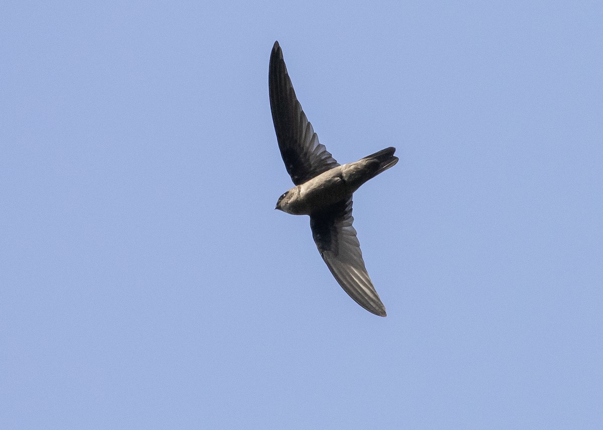 Indian Swiftlet - ML620976145
