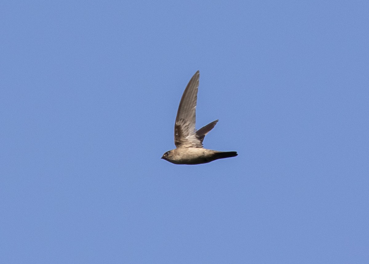 Indian Swiftlet - ML620976146