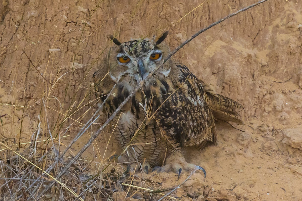 Eurasian Eagle-Owl - ML620976150