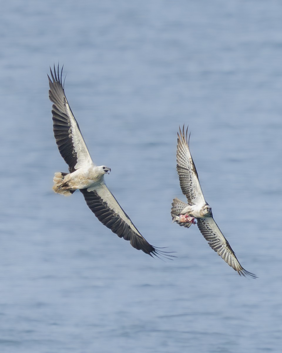 White-bellied Sea-Eagle - ML620976162