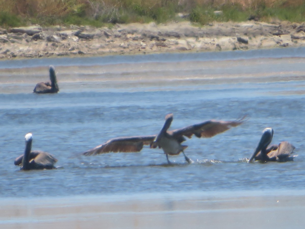 Brown Pelican - ML620976171