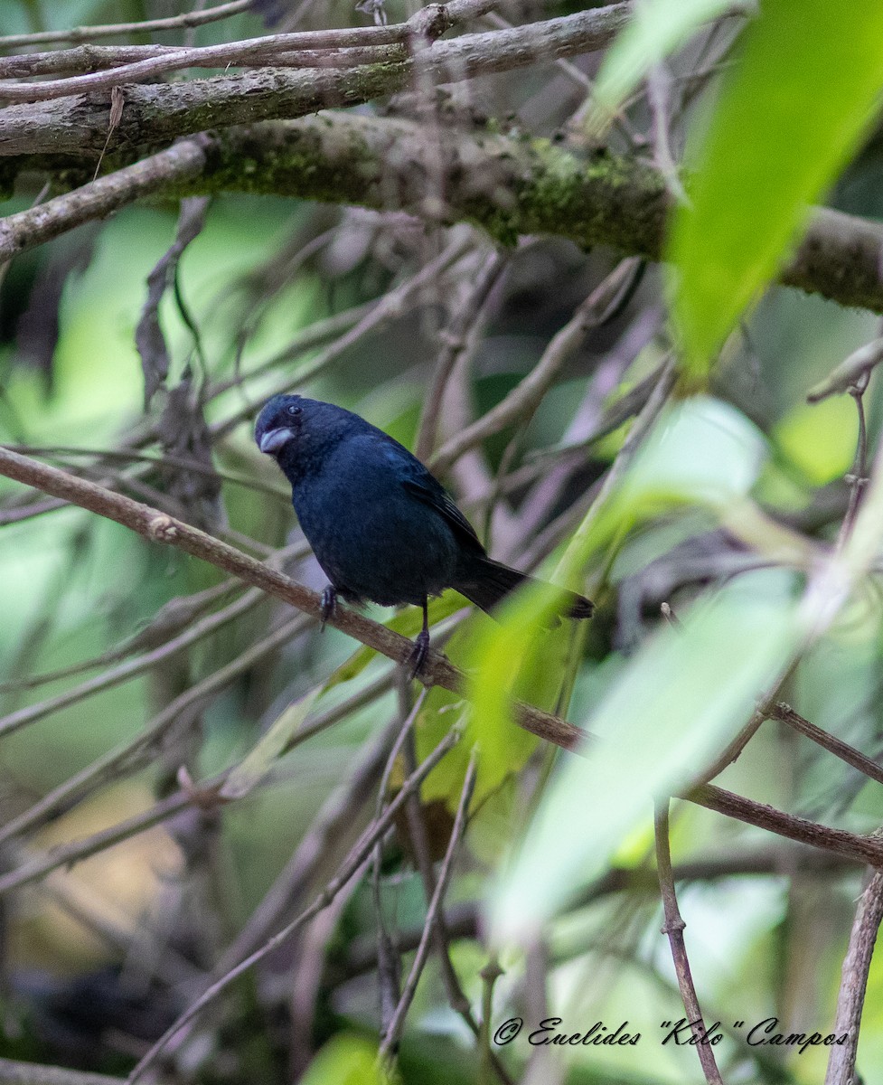 Blue Seedeater - ML620976181