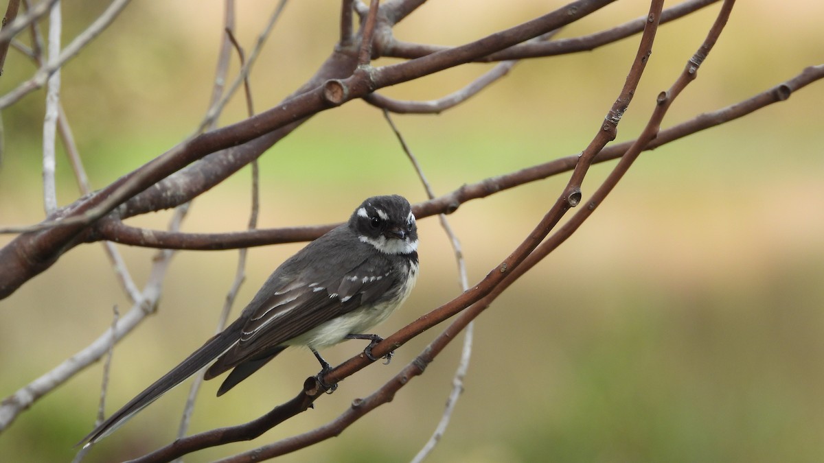 Gray Fantail - ML620976182