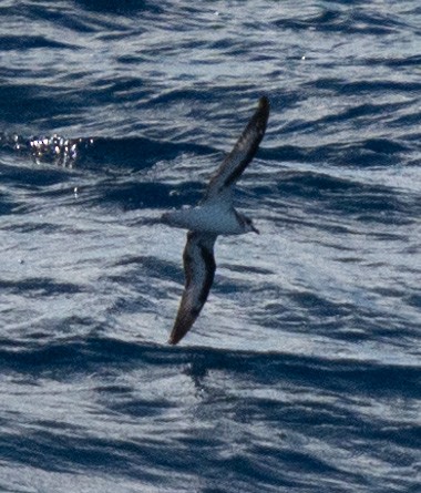 Black-winged Petrel - ML620976188