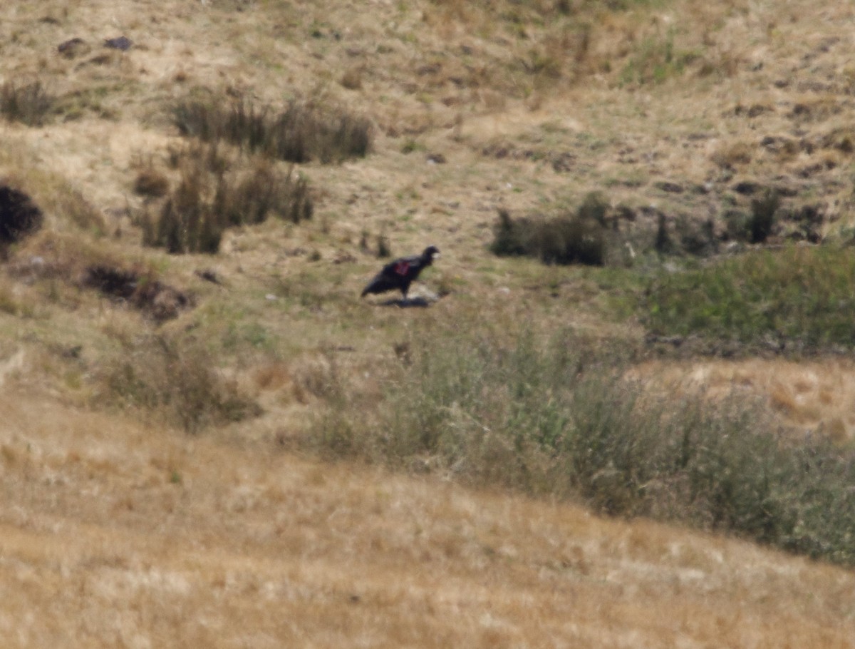 California Condor - ML620976196