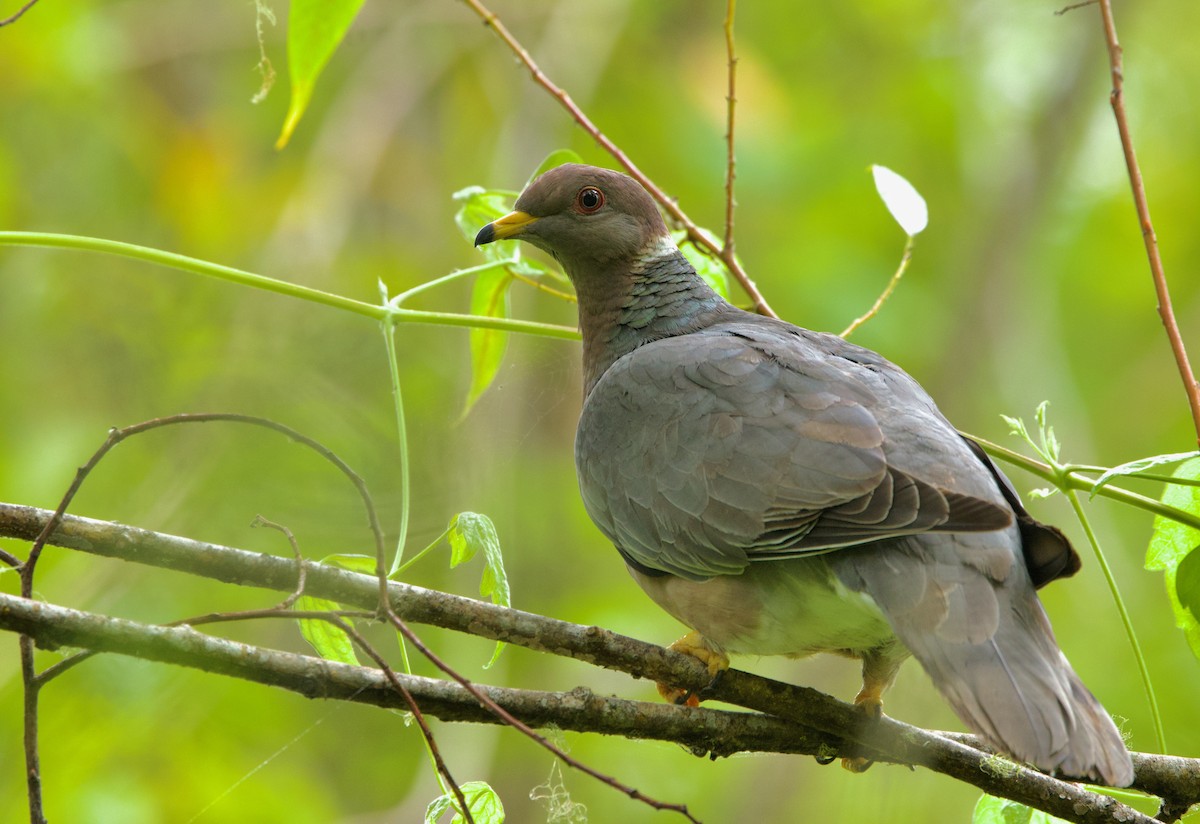 Band-tailed Pigeon - ML620976206
