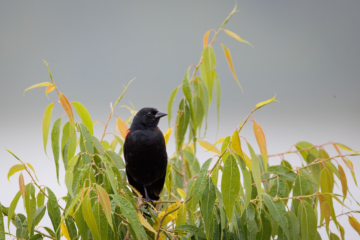 Red-winged Blackbird - ML620976207