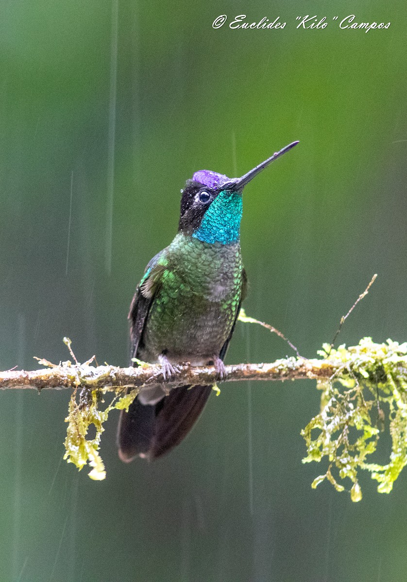 Talamanca Hummingbird - ML620976211