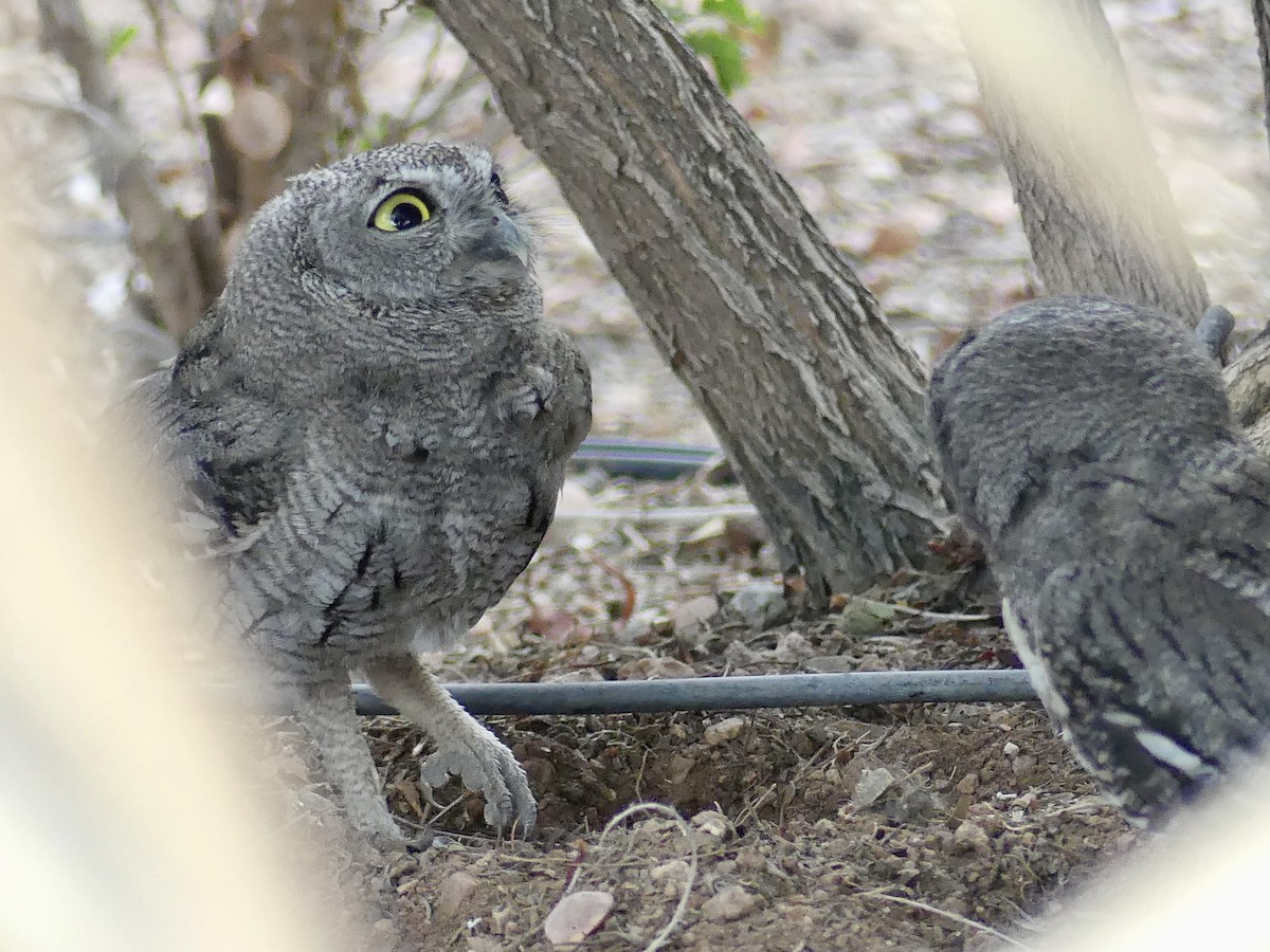 Western Screech-Owl - ML620976219