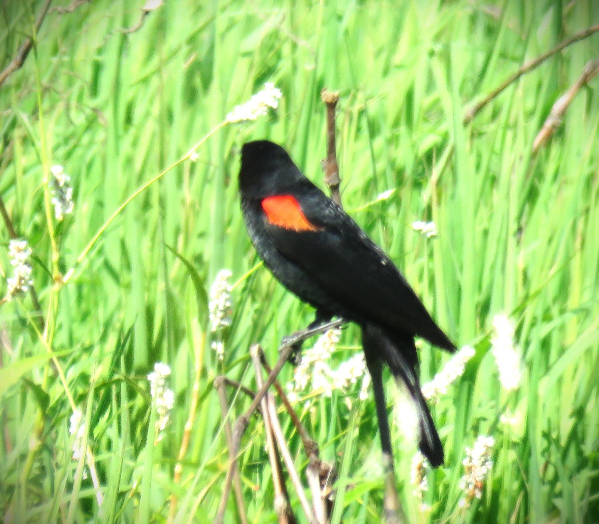 Red-winged Blackbird - ML620976226