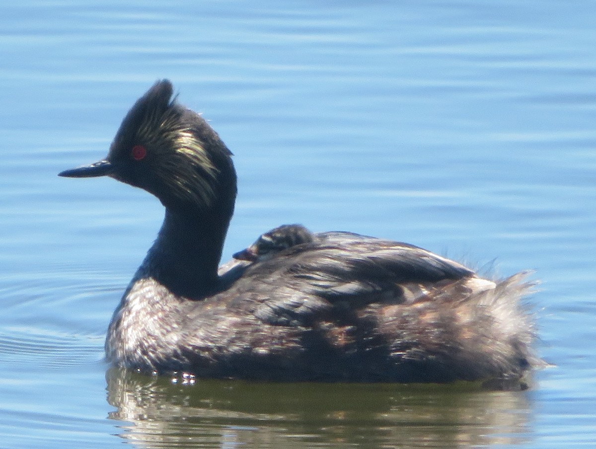 Eared Grebe - ML620976227