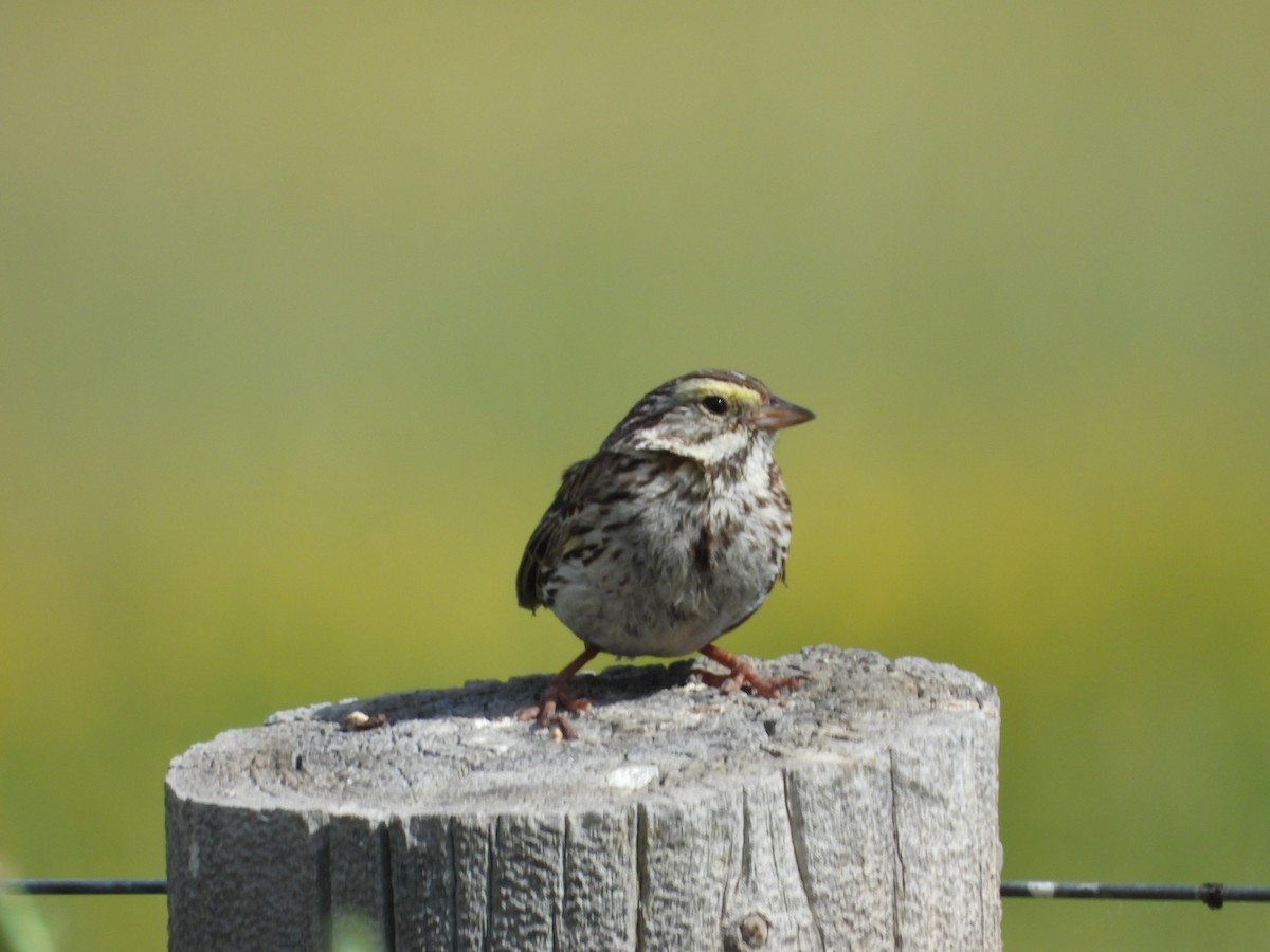 Savannah Sparrow - ML620976228