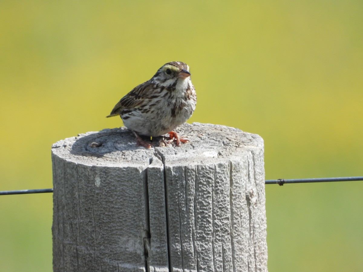 Savannah Sparrow - ML620976229