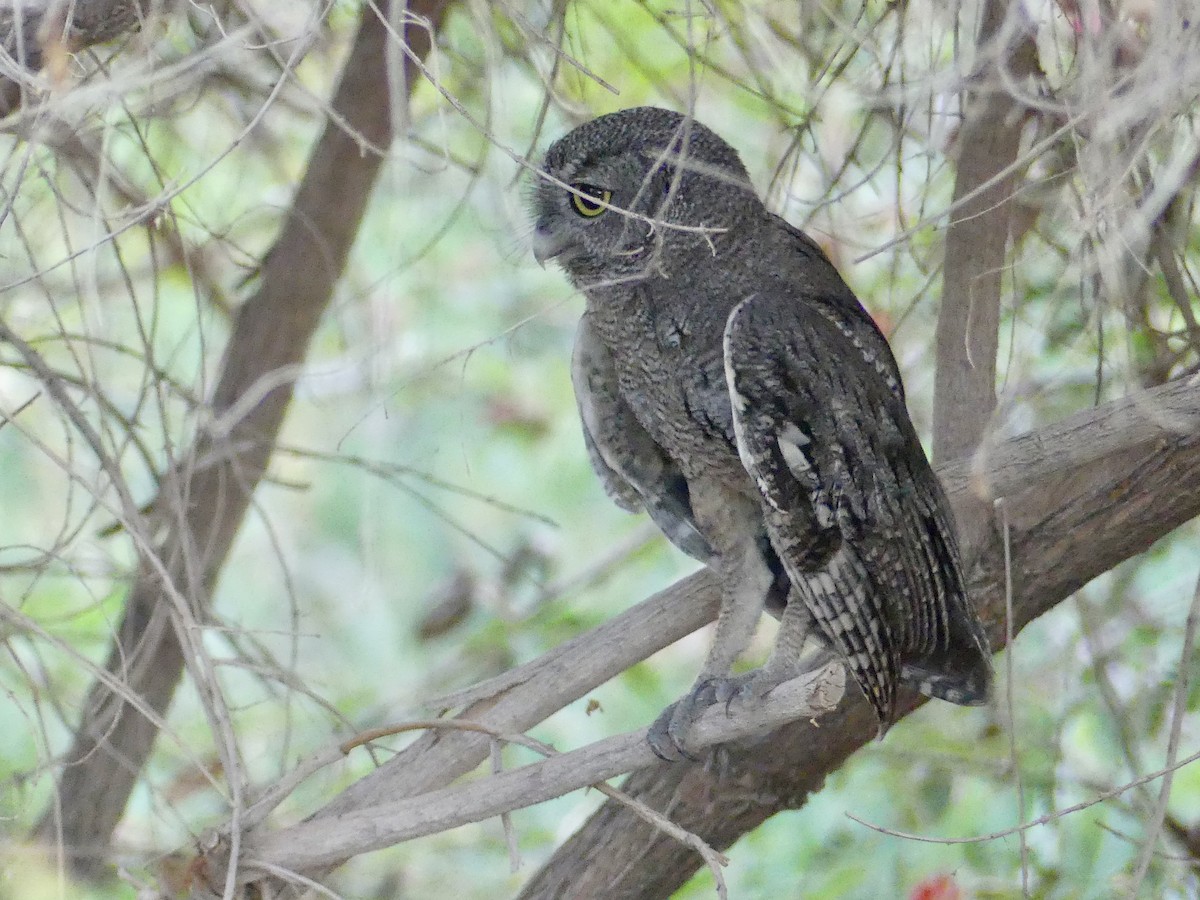 Western Screech-Owl - ML620976232