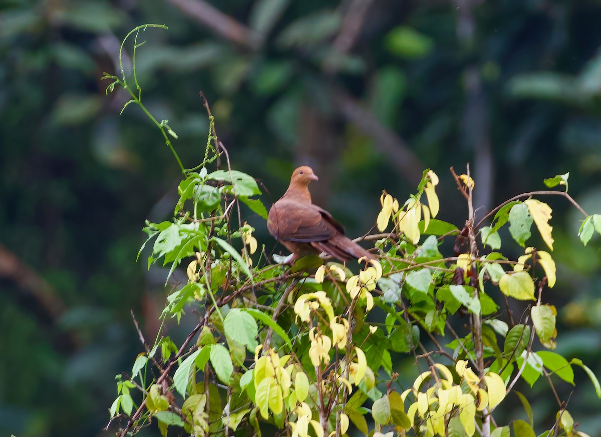 Barusan Cuckoo-Dove - ML620976236