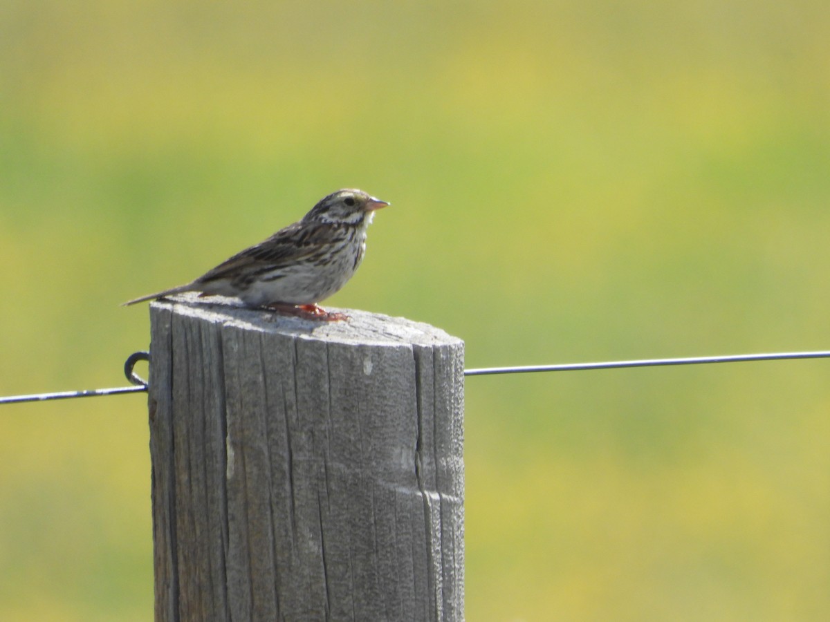 Savannah Sparrow - ML620976240