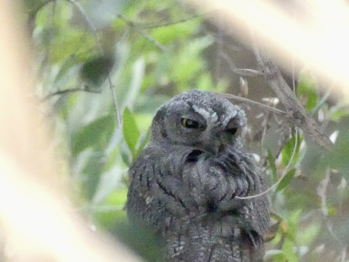 Western Screech-Owl - ML620976250