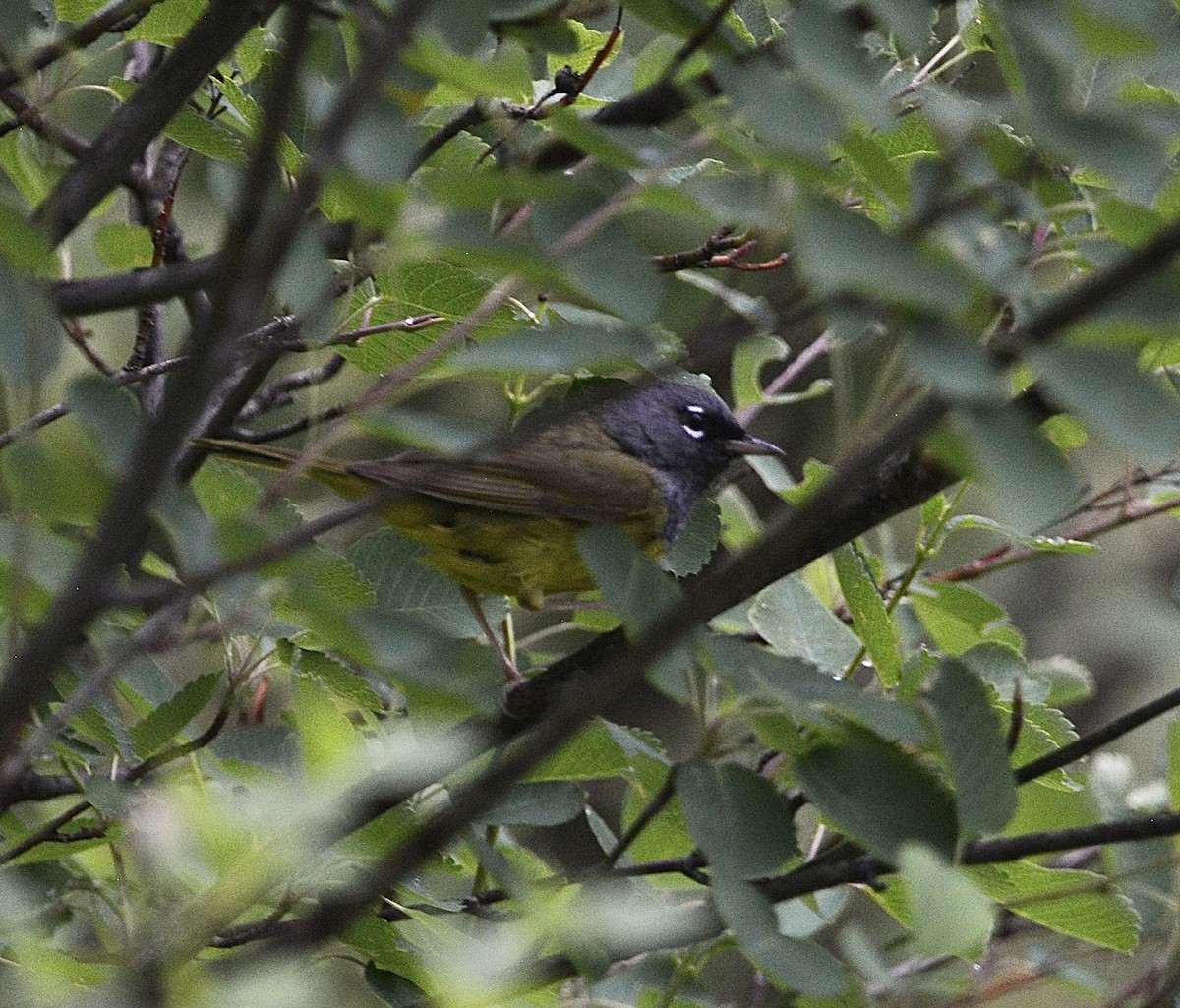 MacGillivray's Warbler - ML620976256