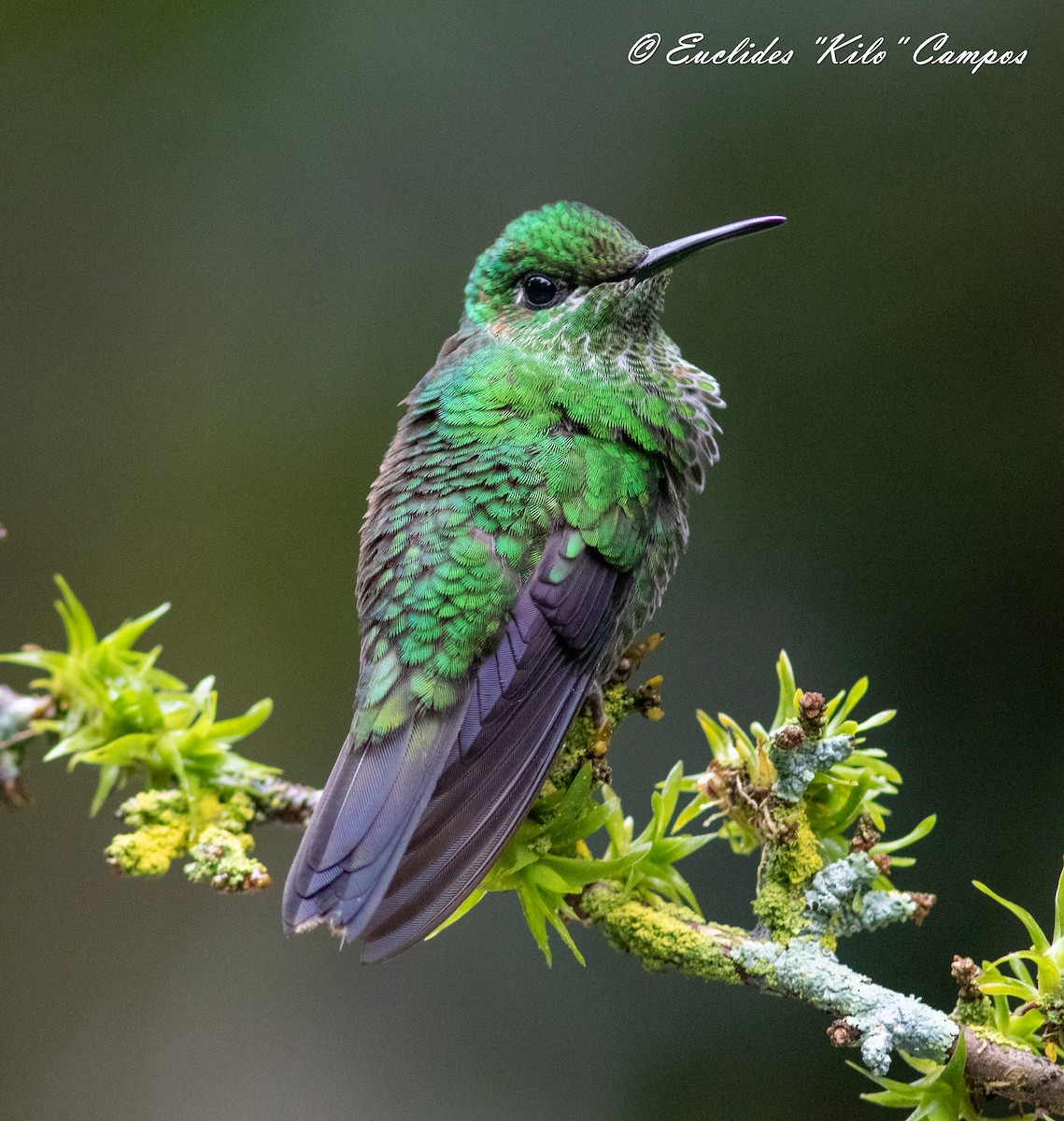 Green-crowned Brilliant - ML620976260