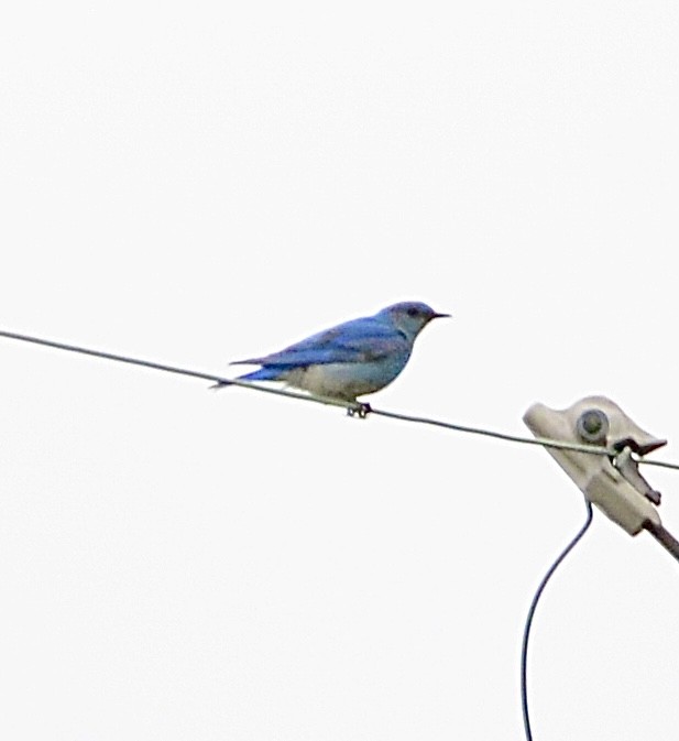 Mountain Bluebird - ML620976266