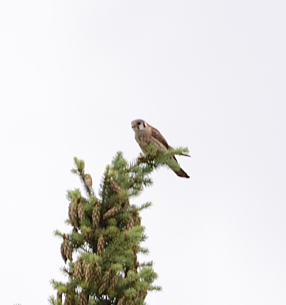 American Kestrel - ML620976285