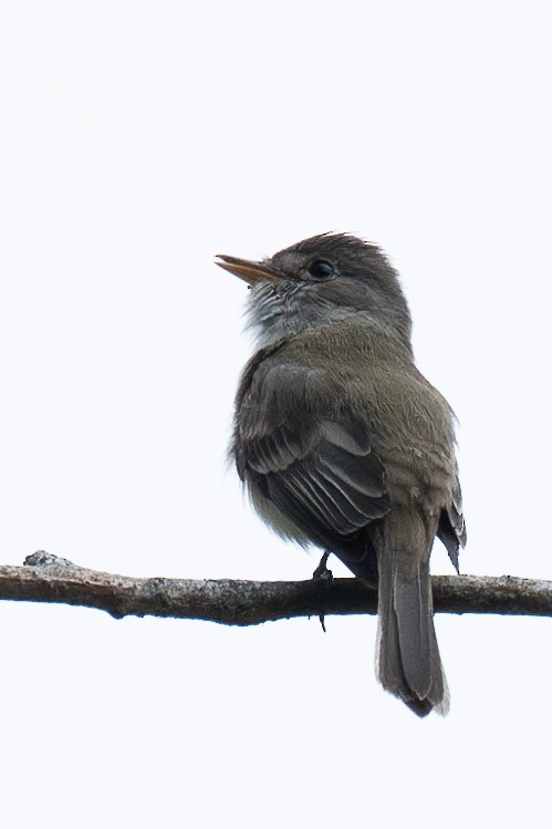 Willow Flycatcher - ML620976290