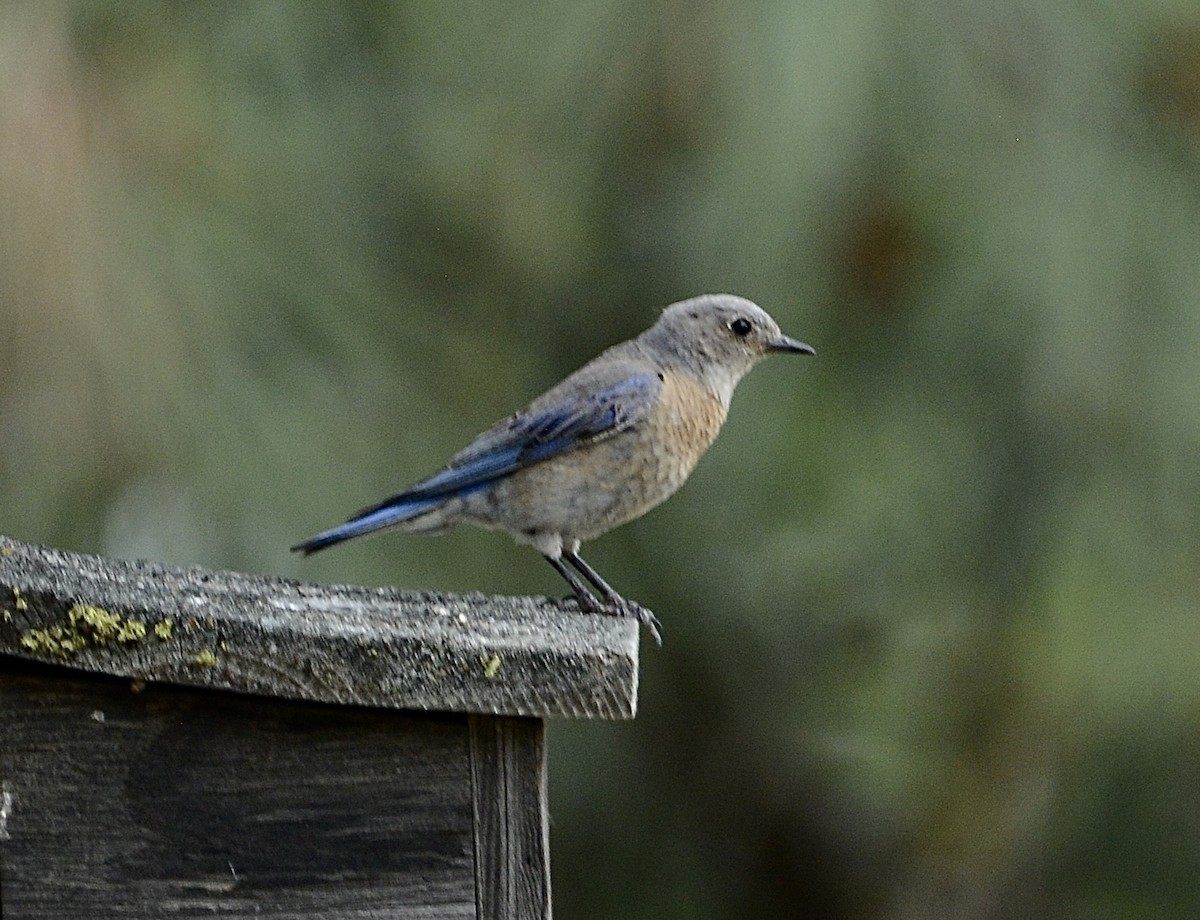 Western Bluebird - Xin Cen