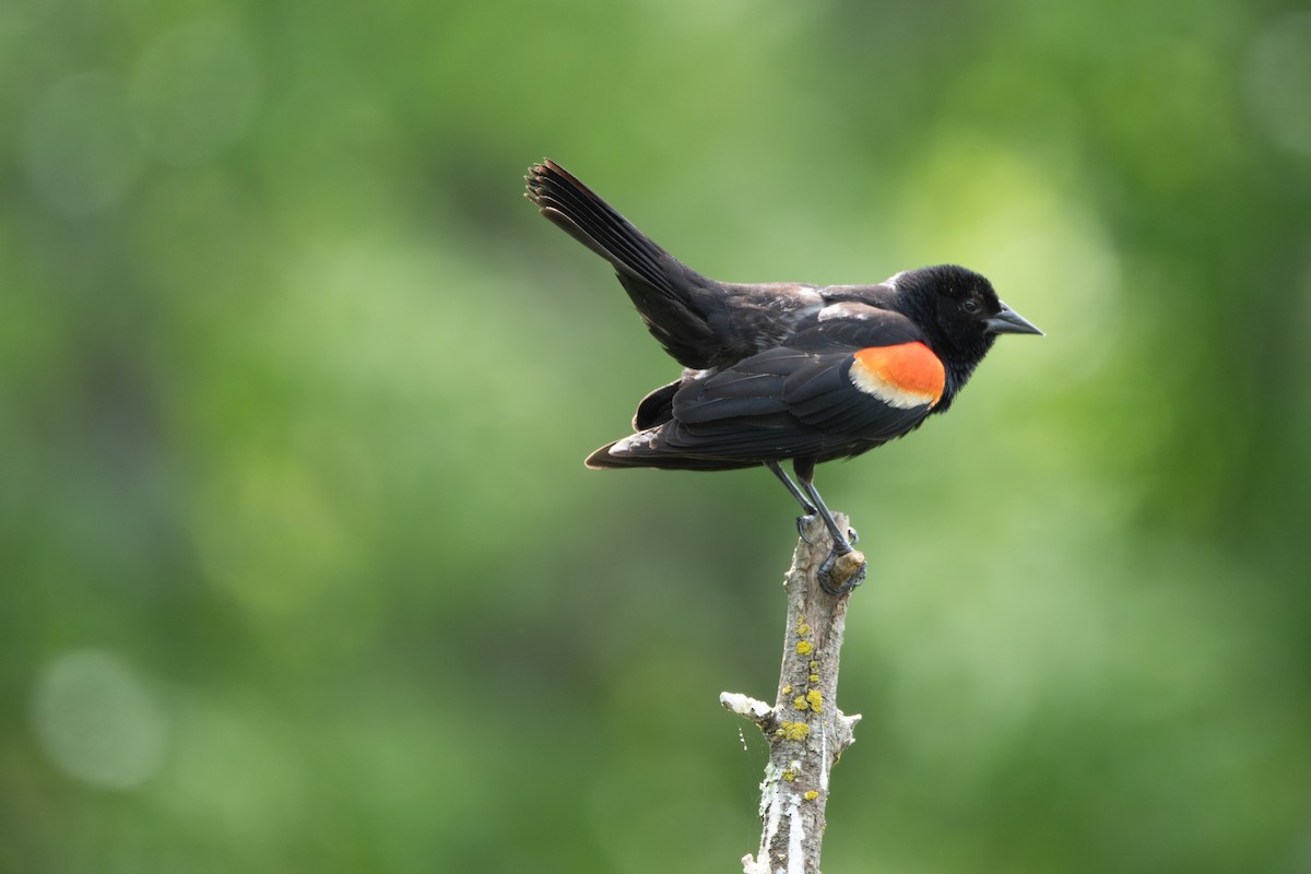 Red-winged Blackbird - ML620976315