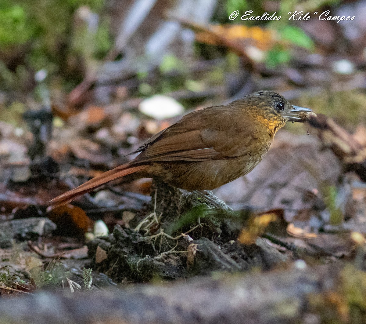 Streak-breasted Treehunter - ML620976321