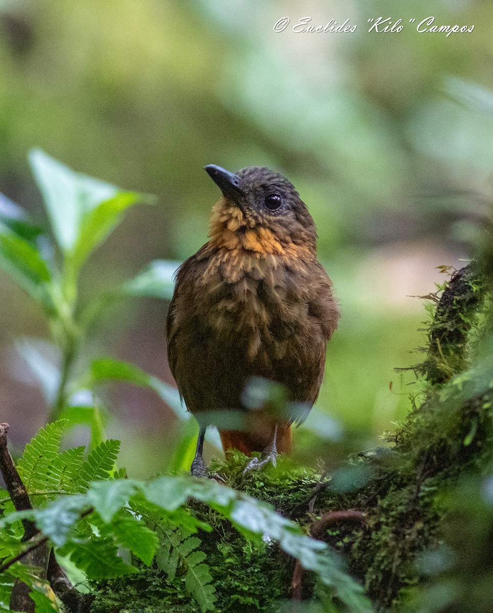 Streak-breasted Treehunter - ML620976322