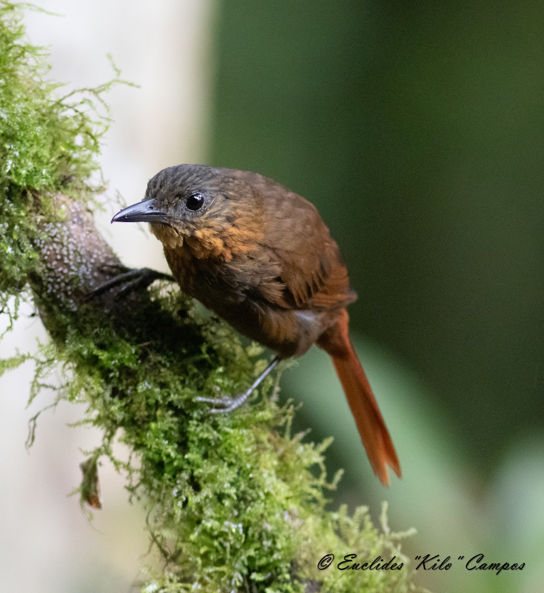 Streak-breasted Treehunter - ML620976323