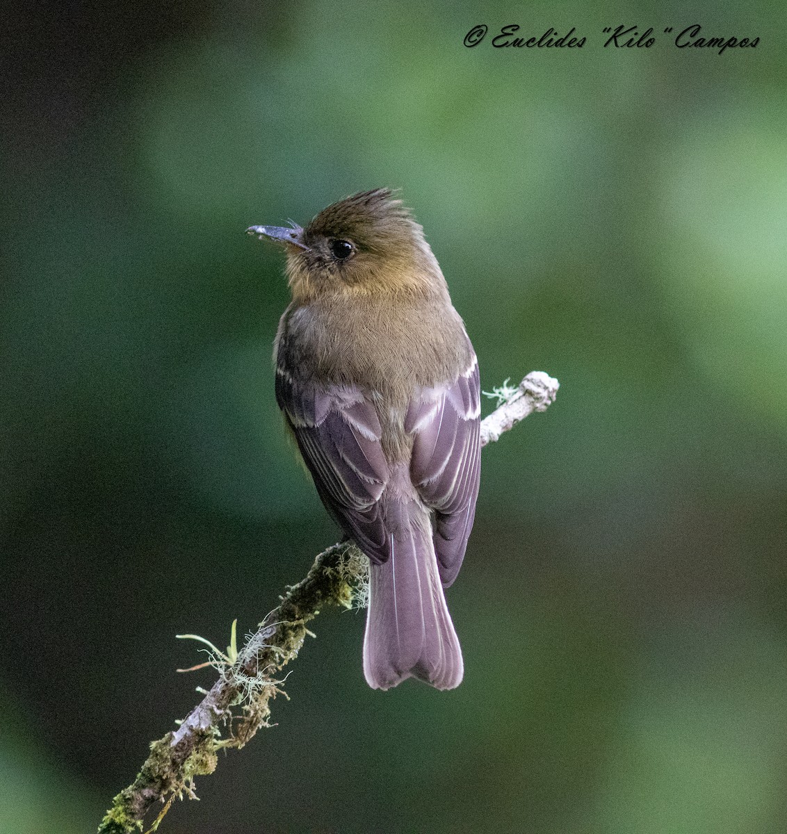 Ochraceous Pewee - ML620976358
