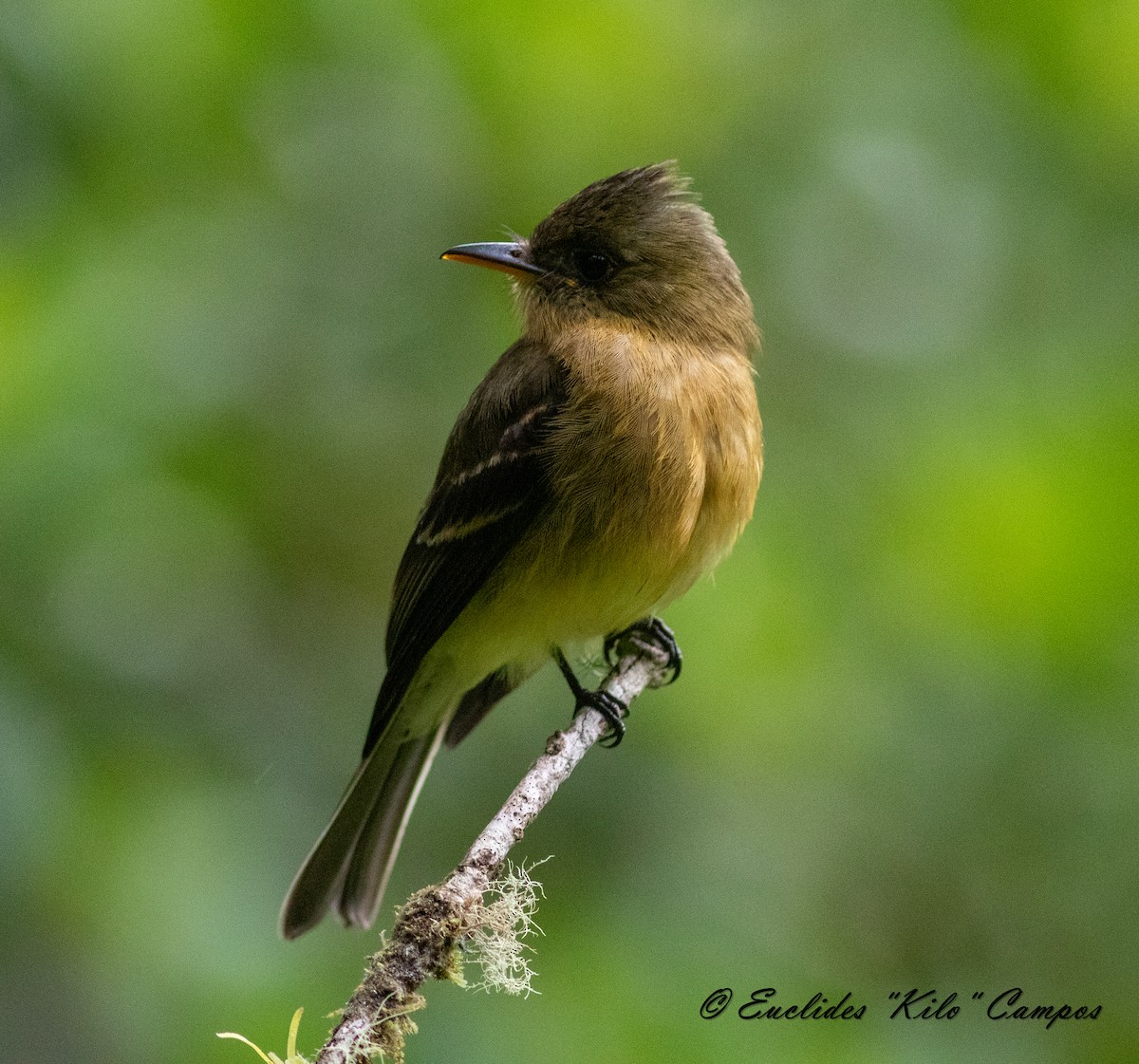 Ochraceous Pewee - ML620976359