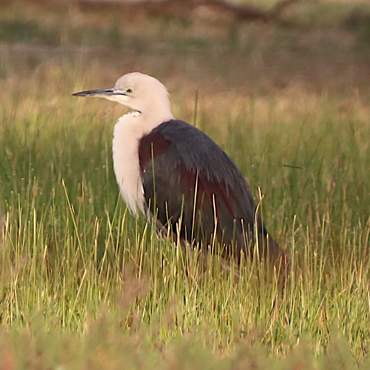 Garza Cuelliblanca - ML620976361