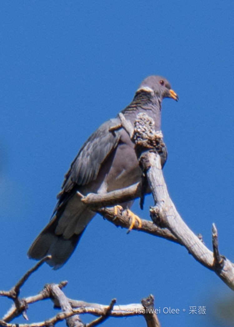 Band-tailed Pigeon - ML620976364