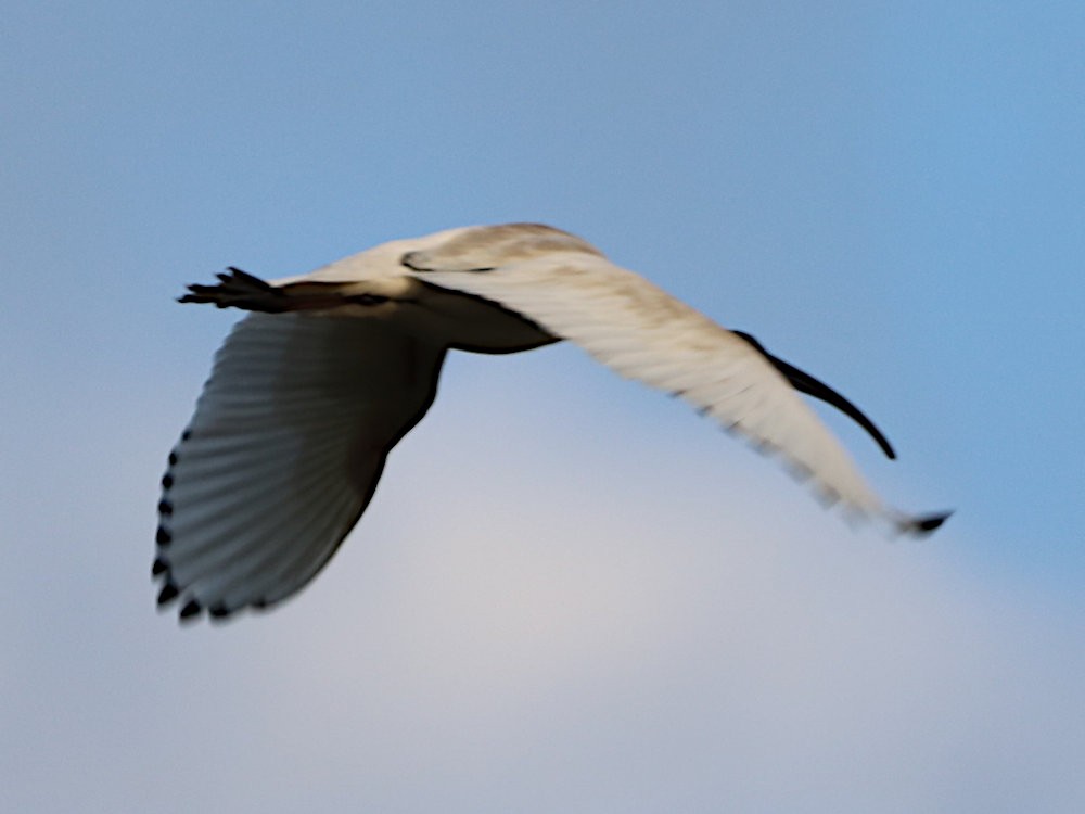 Australian Ibis - Michael Dahlem