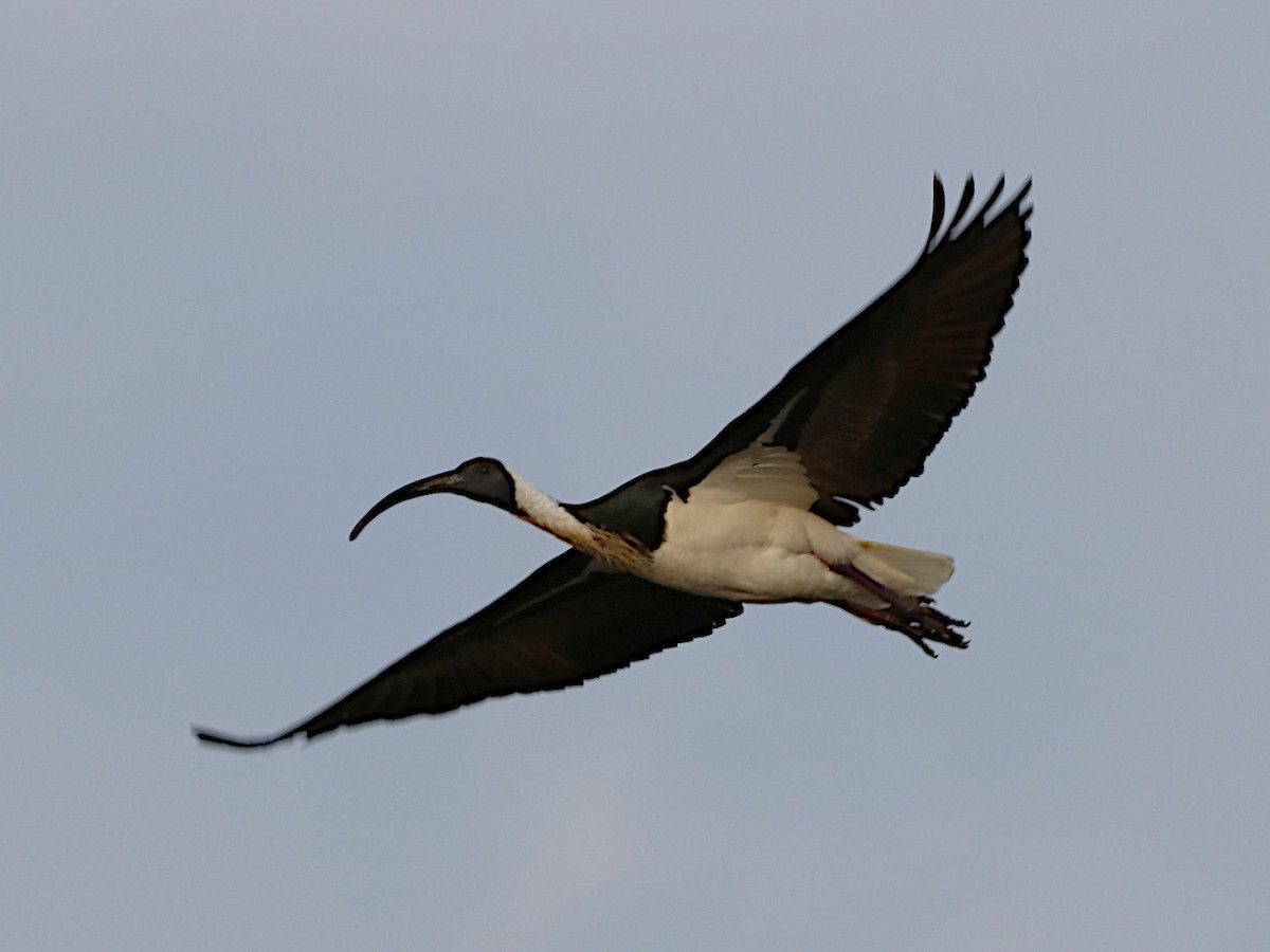 ibis slámokrký - ML620976370