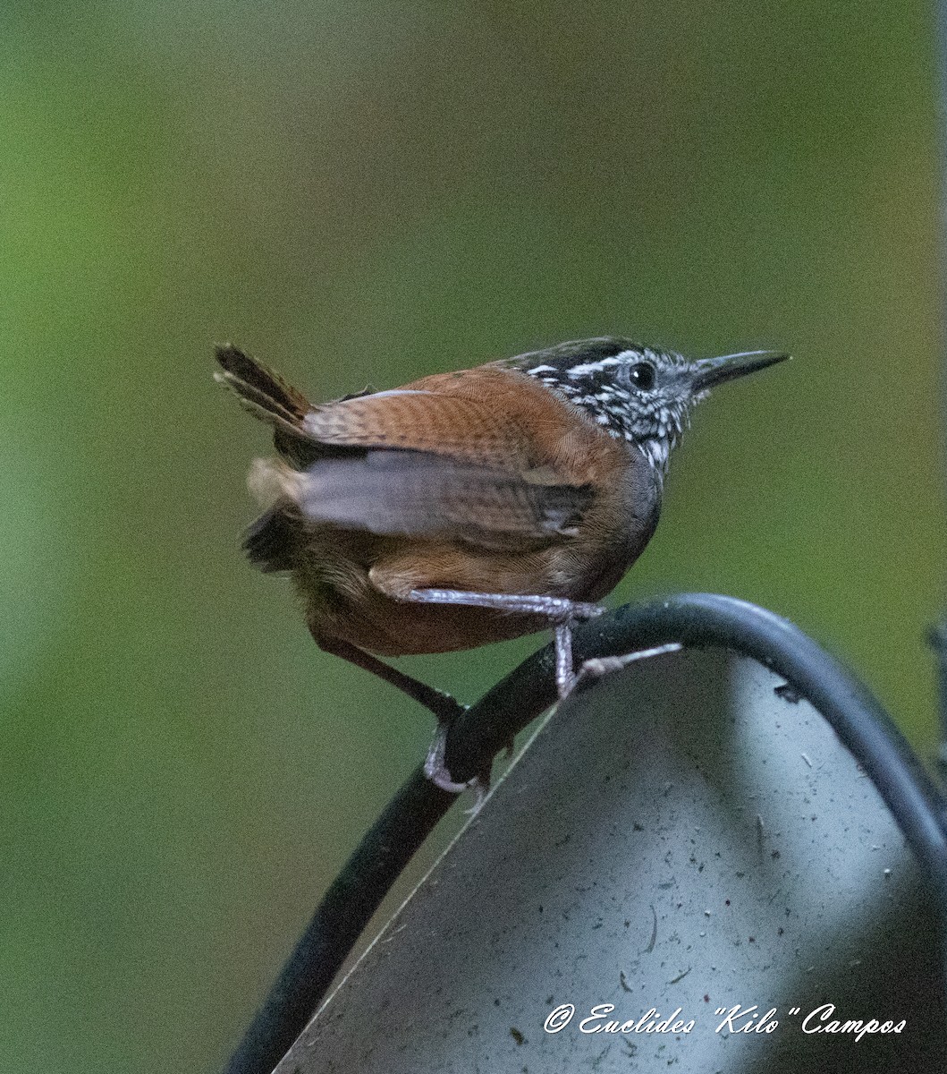 Gray-breasted Wood-Wren - ML620976371