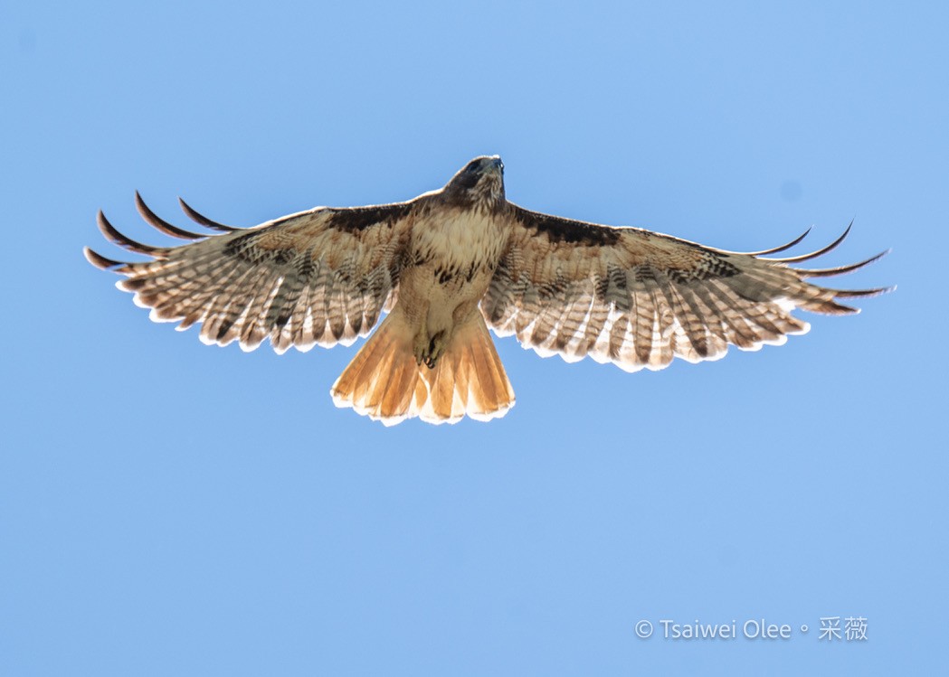 Red-tailed Hawk - ML620976373