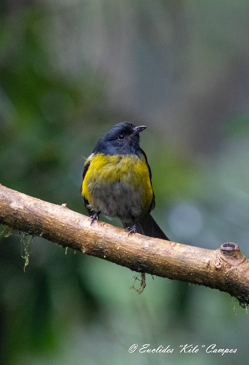 Black-and-yellow Silky-flycatcher - ML620976376
