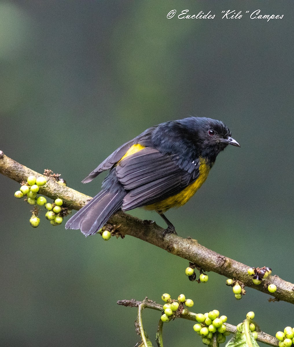 Black-and-yellow Silky-flycatcher - ML620976377