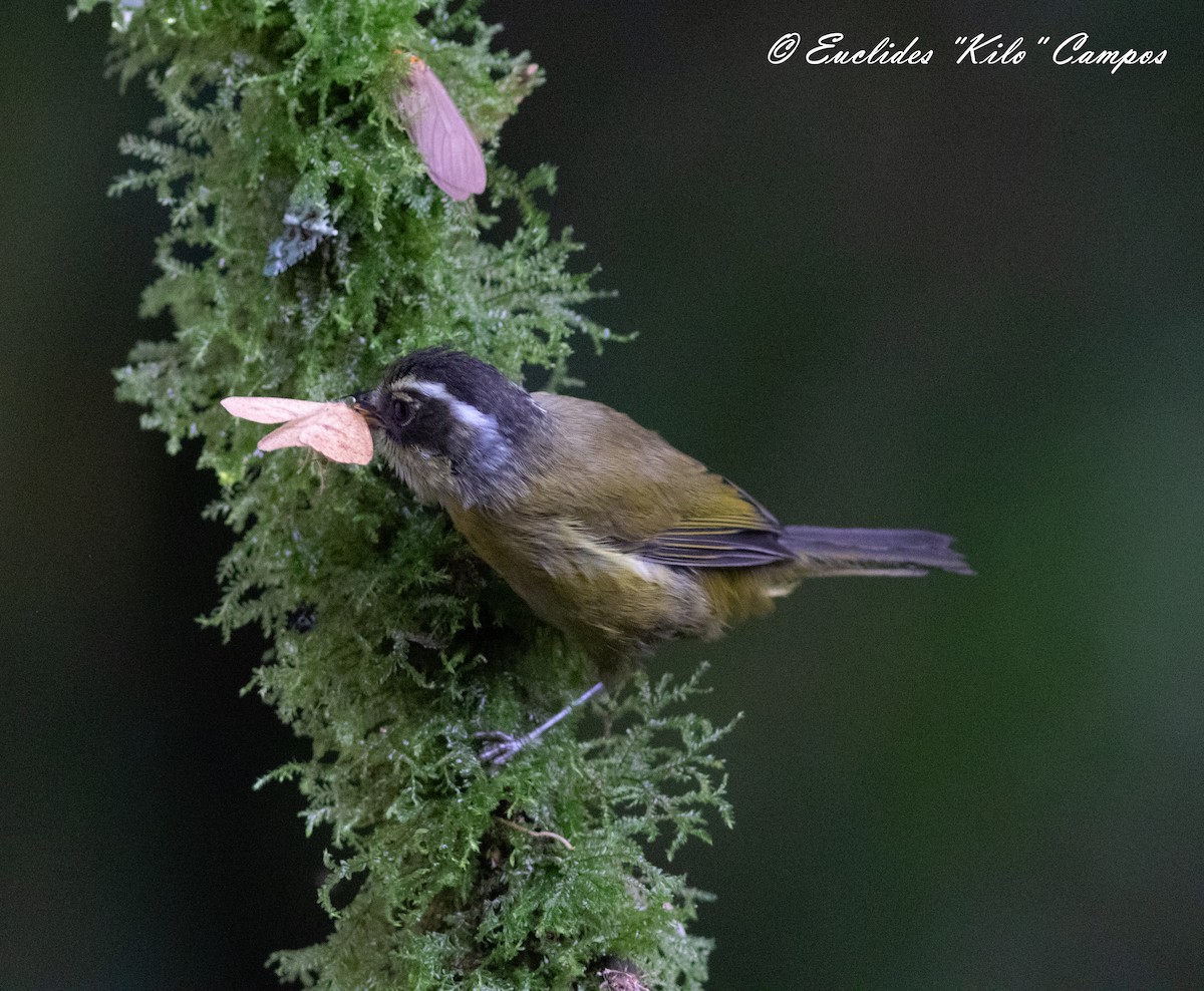 Sooty-capped Chlorospingus - ML620976381